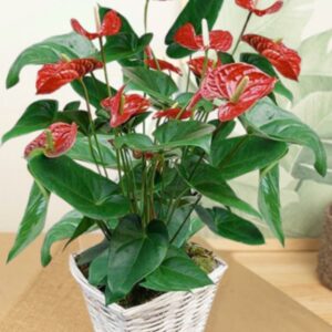 Anthurium rojo