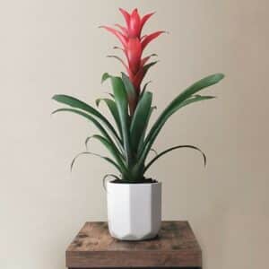 Planta Bromelia en maceta decorativa